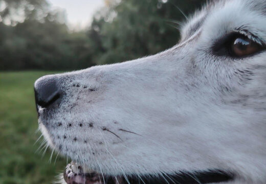 Yksityinen koirahoito