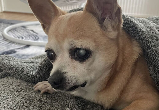 Koiran erityisvaativa hoito